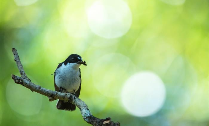 Pied Flycatcher - Image Credit: Ben Andrew